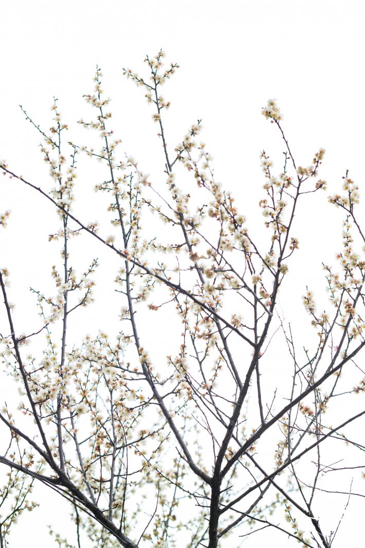 荔枝公园梅花