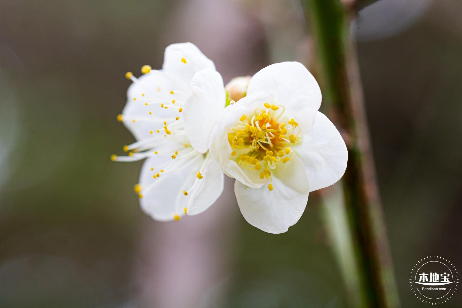 荔枝公园梅花