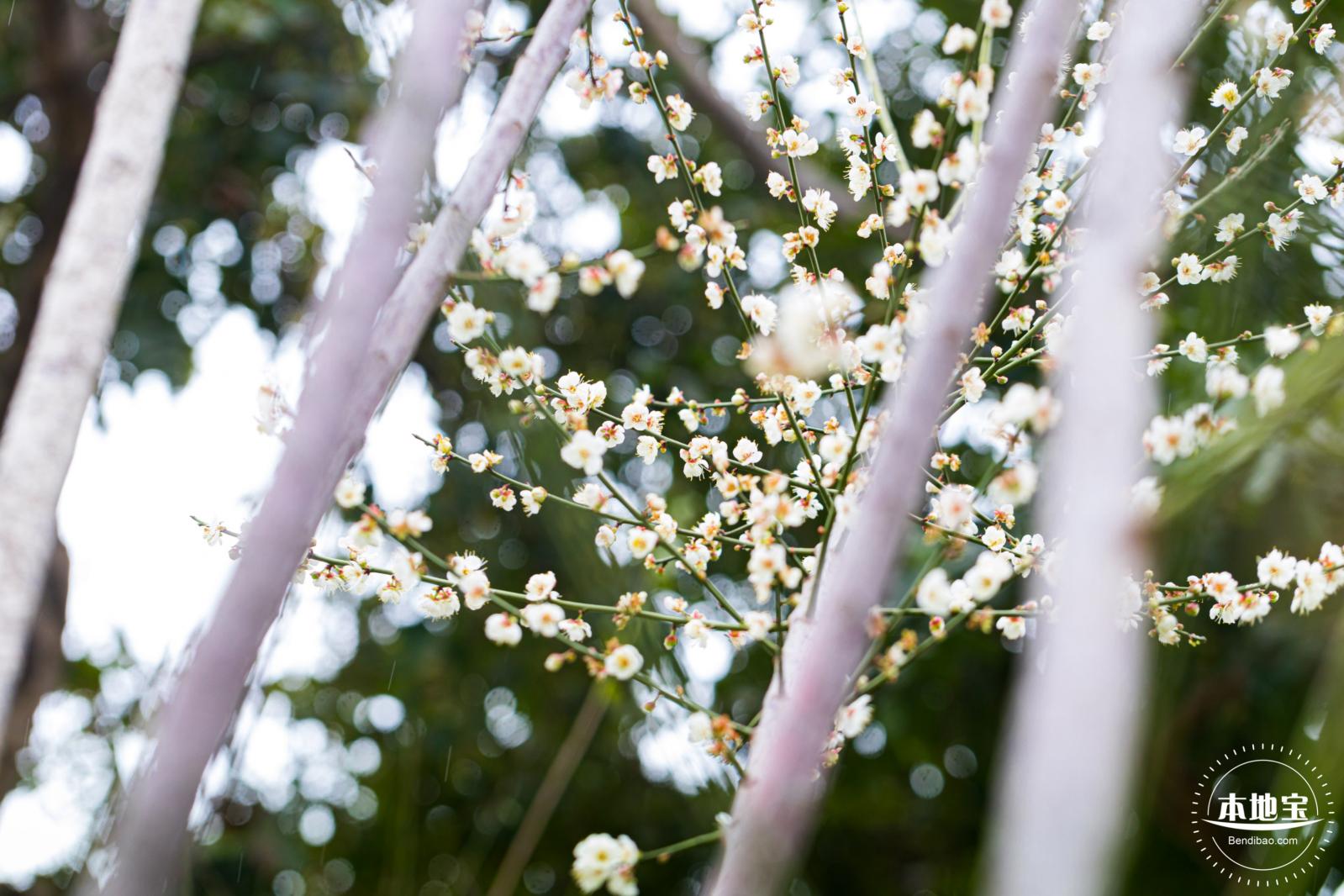 荔枝公园梅花