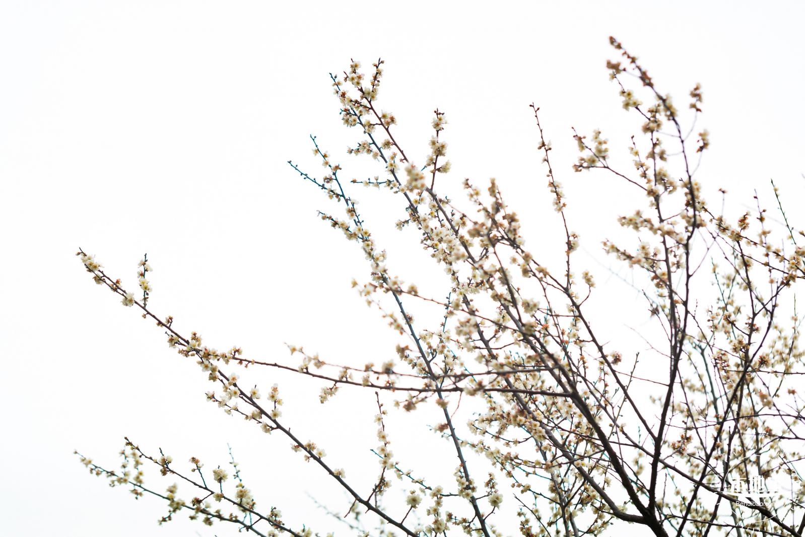荔枝公园梅花