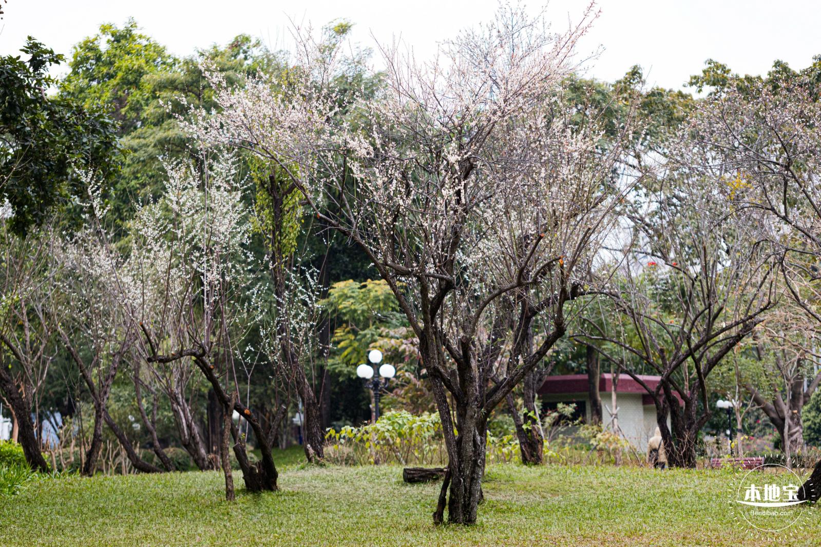 荔枝公园梅花