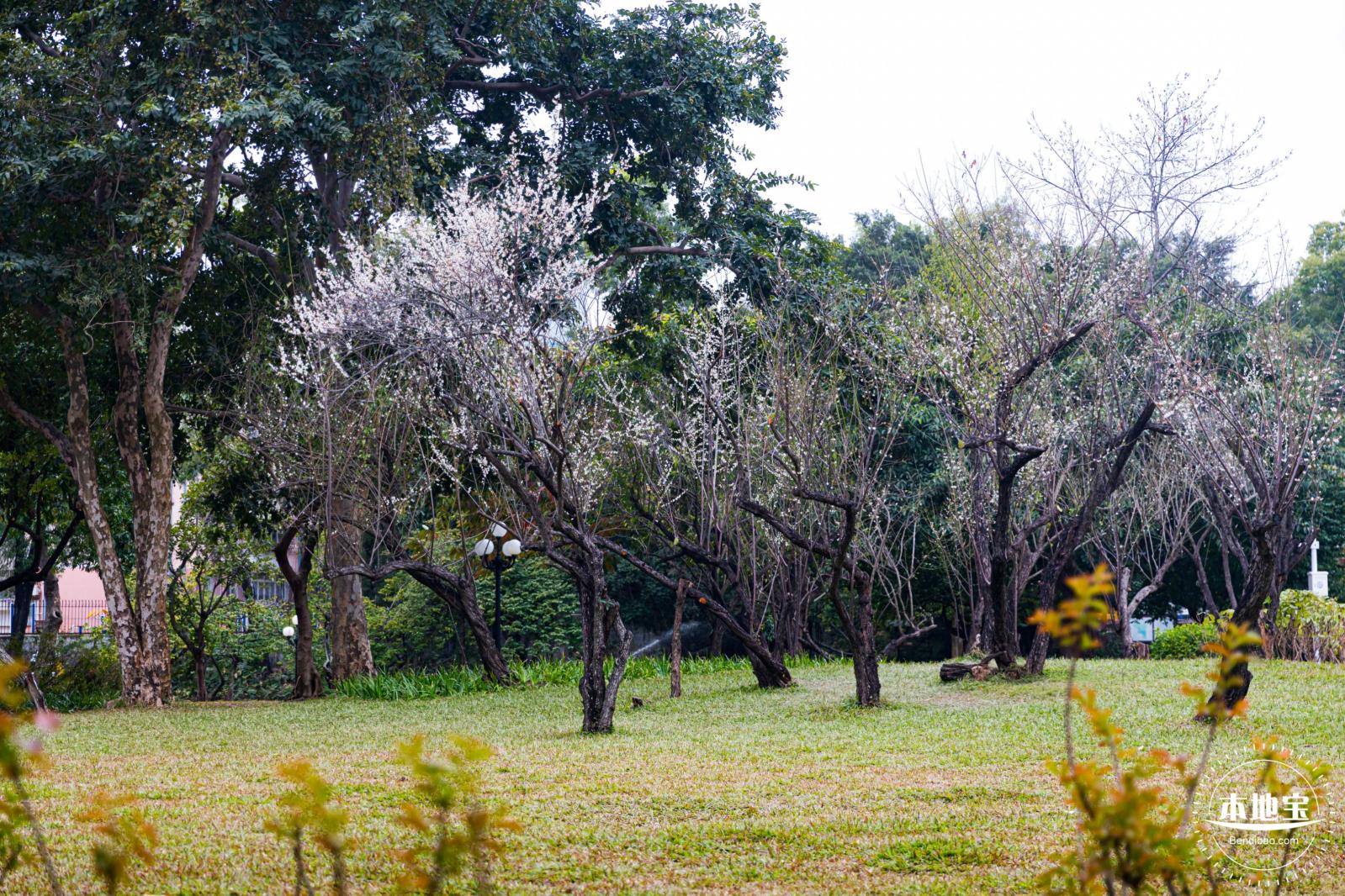 荔枝公园梅花