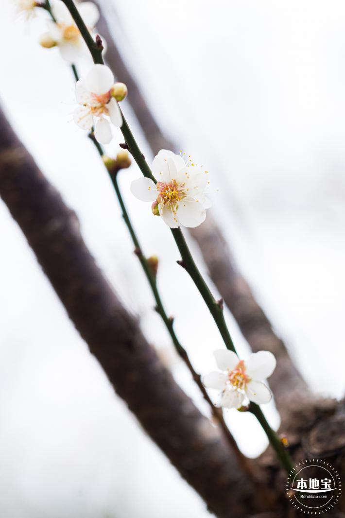 中心公园梅花