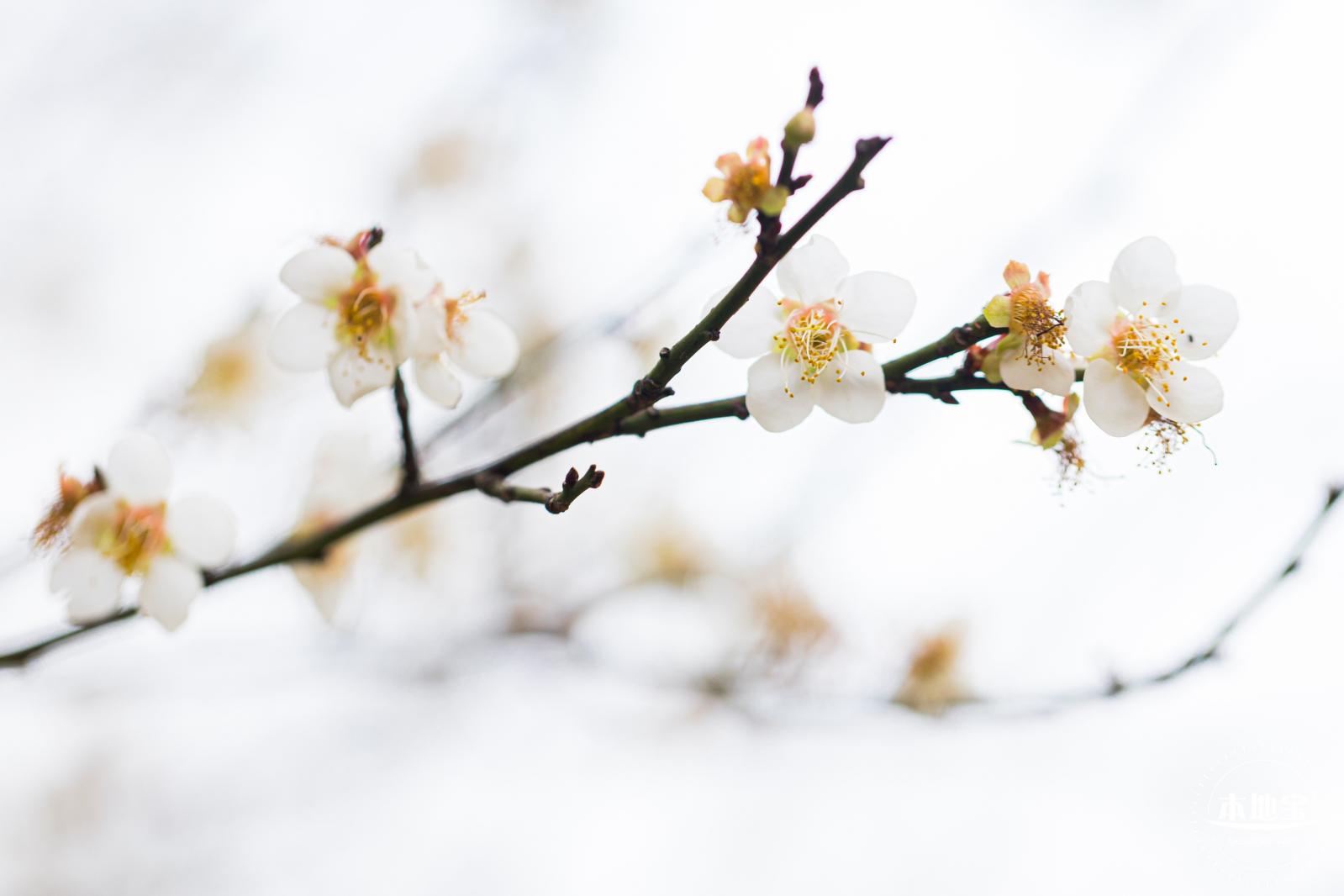 中心公园梅花