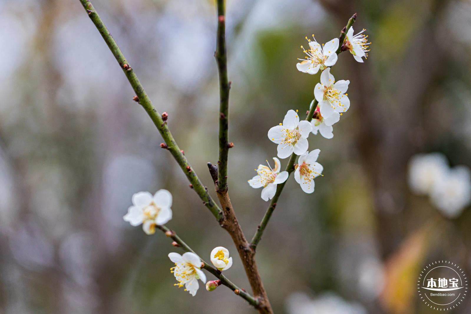 中心公园梅花