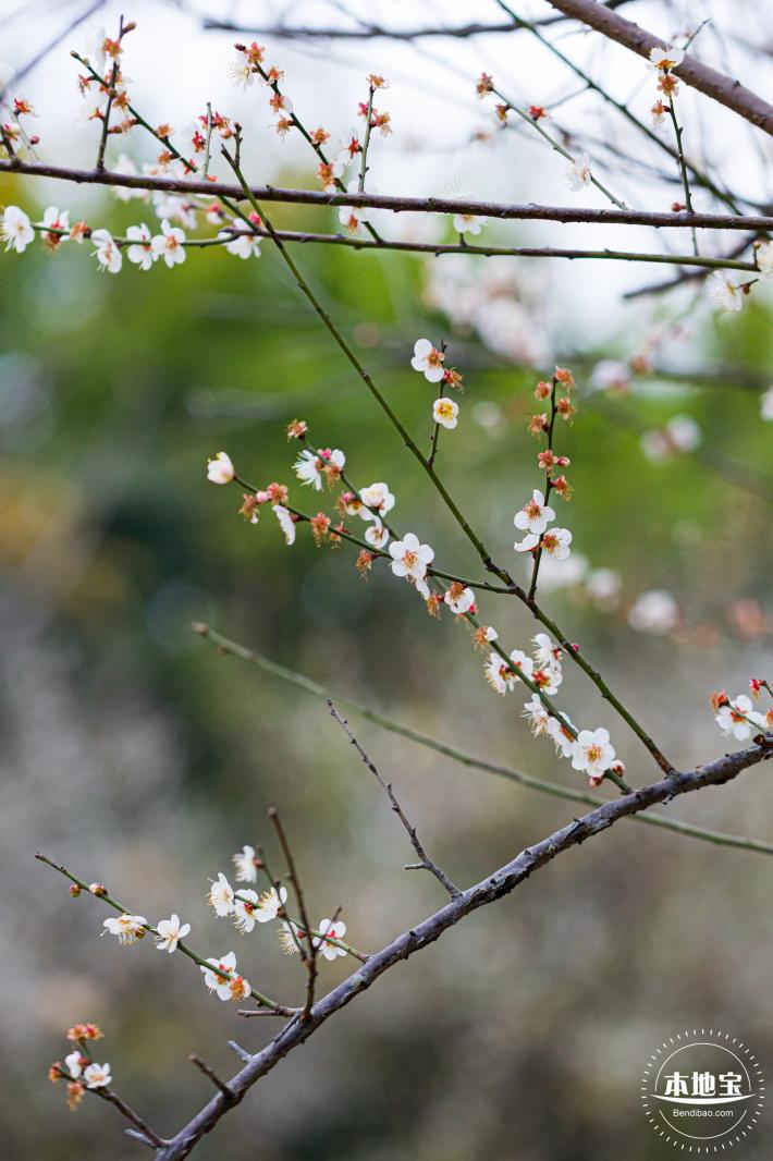 中心公园梅花