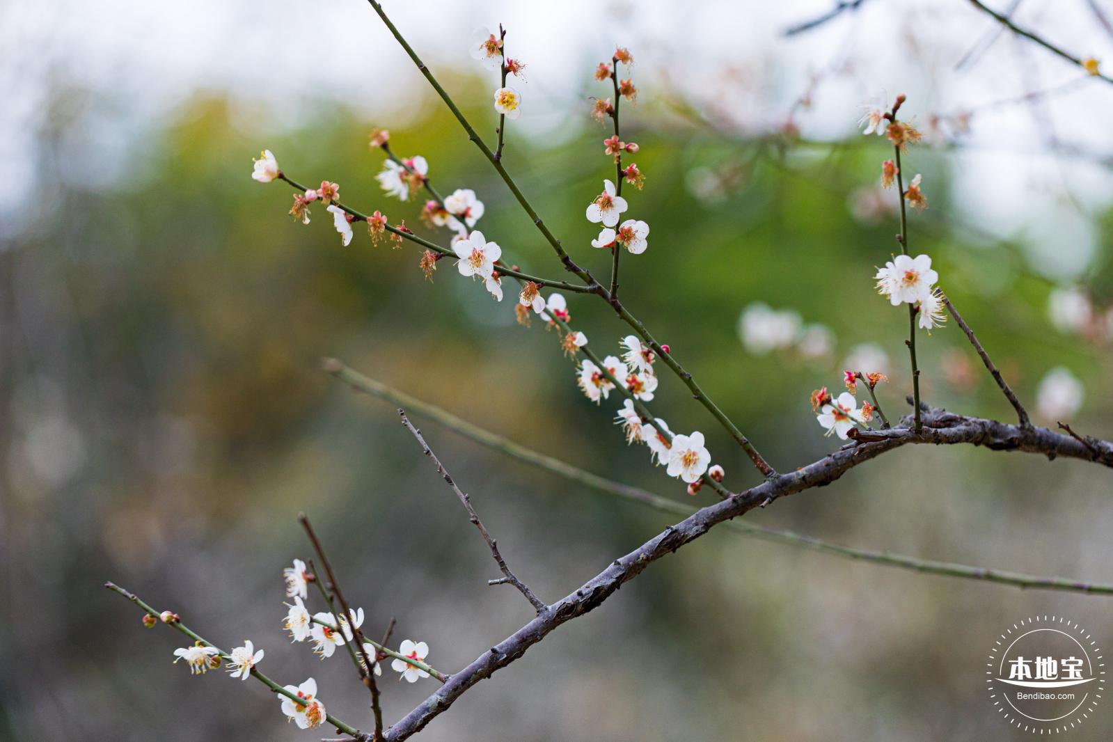 中心公园梅花