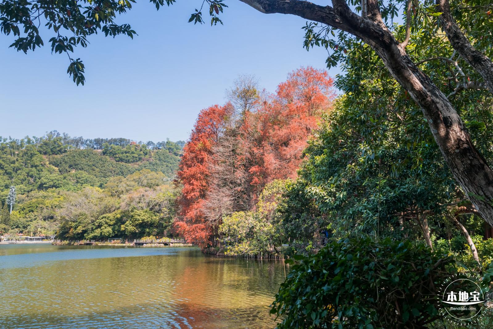 仙湖植物园落羽杉