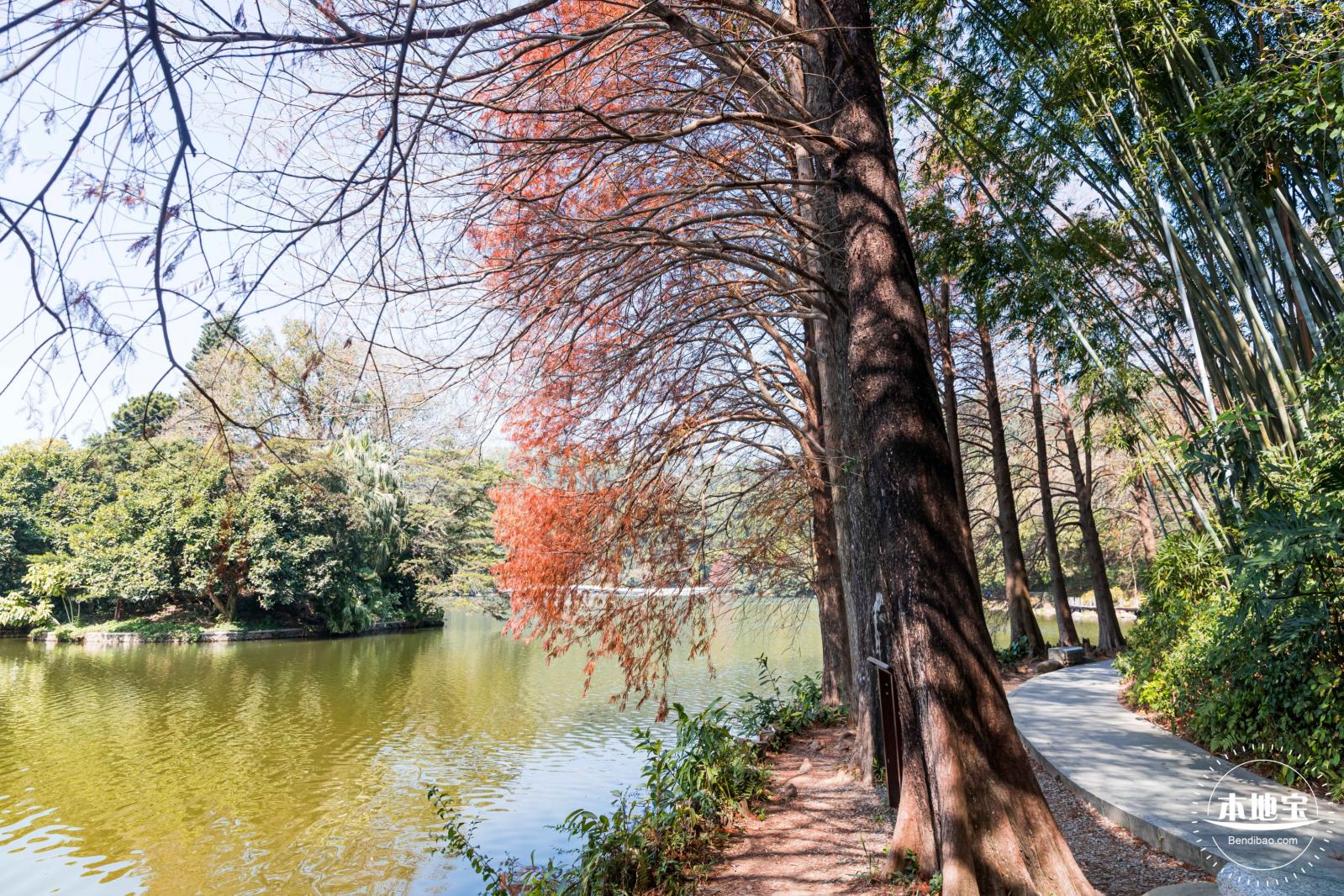 仙湖植物园落羽杉