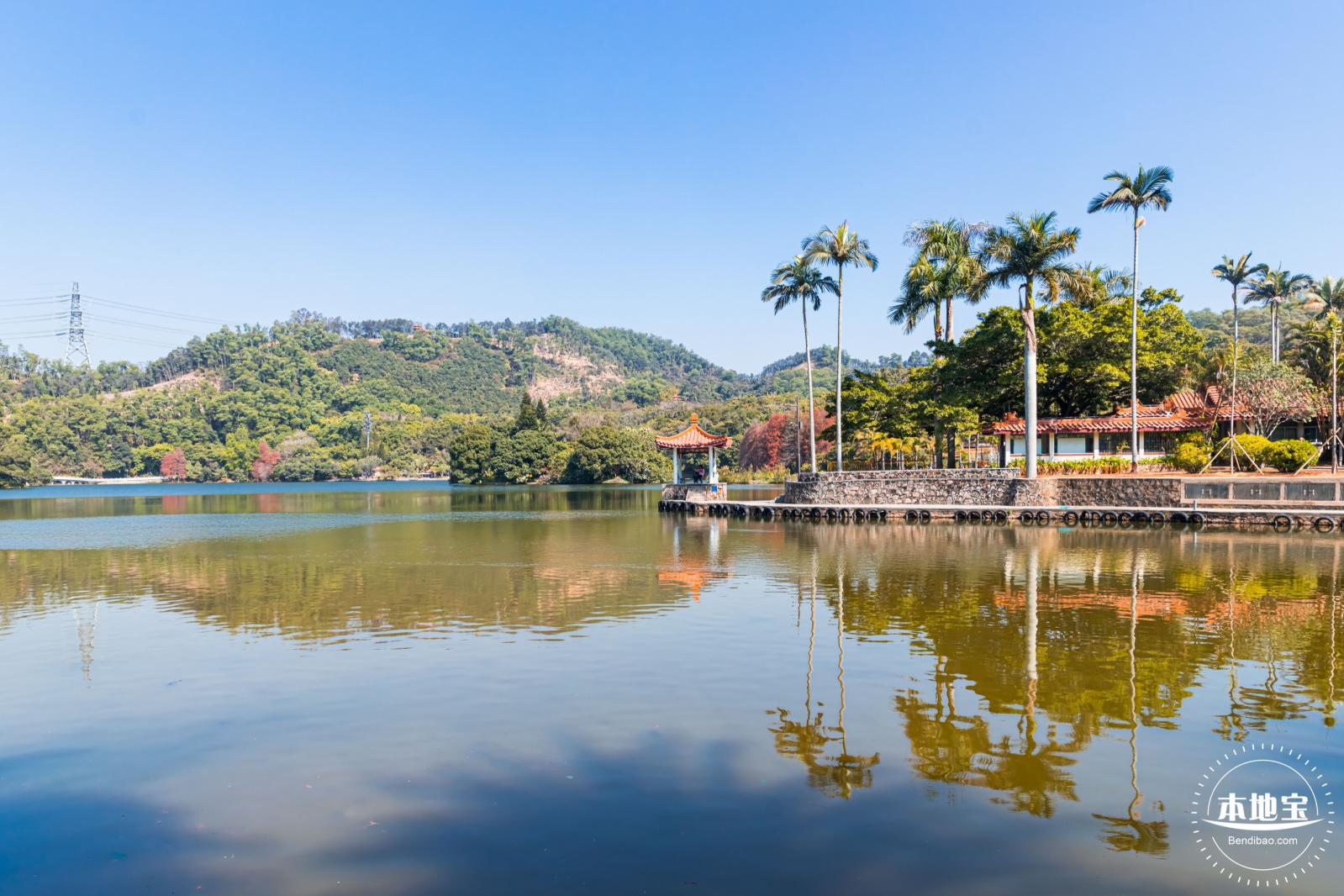 仙湖植物园落羽杉