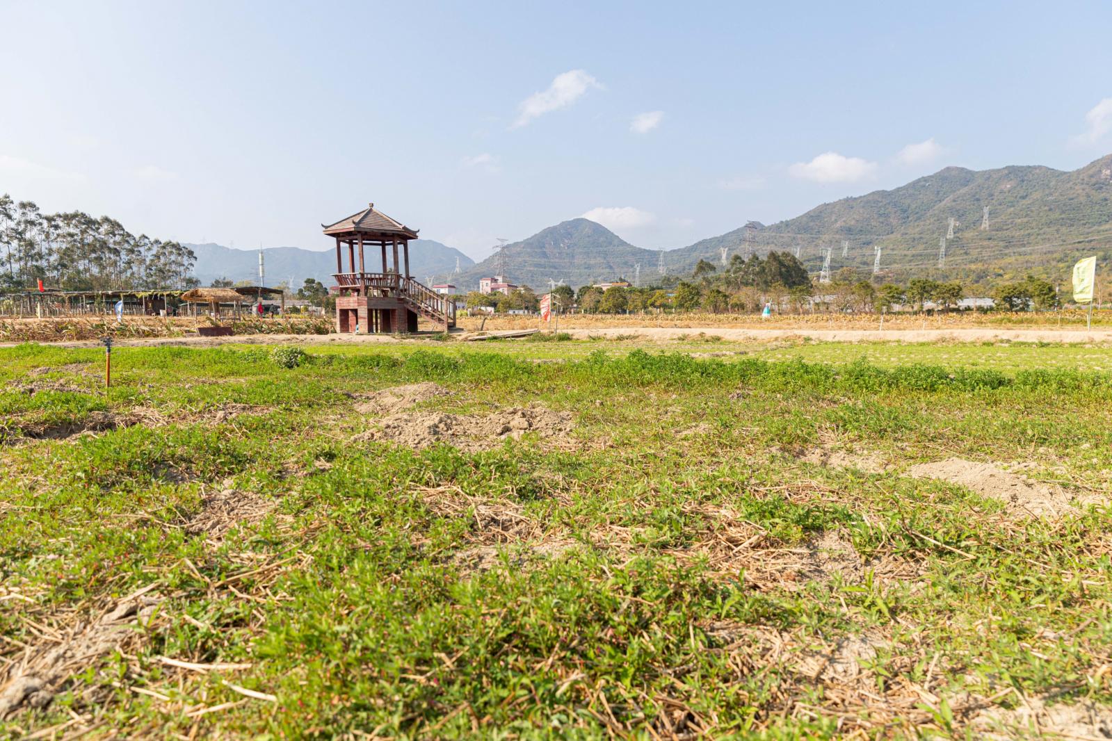 大鹏美丽乡村