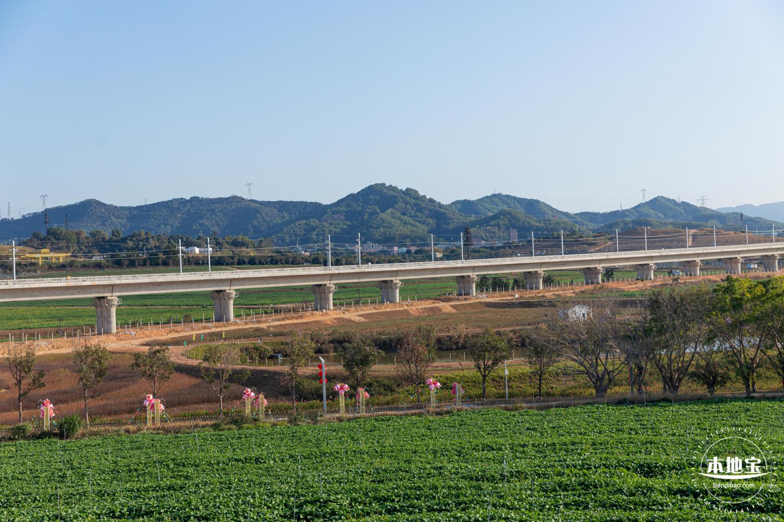 光明欢乐田园油菜花