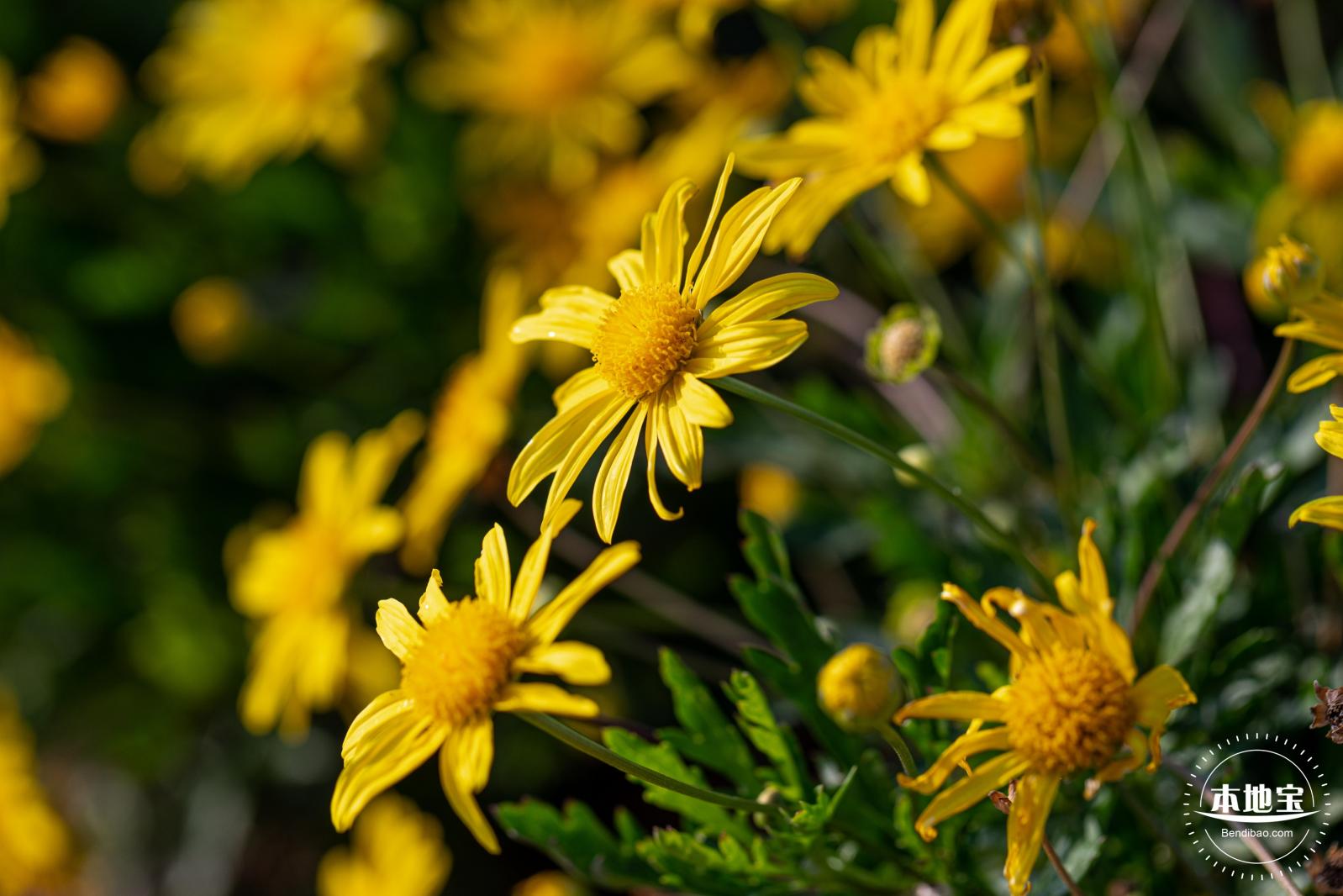 光明欢乐田园油菜花