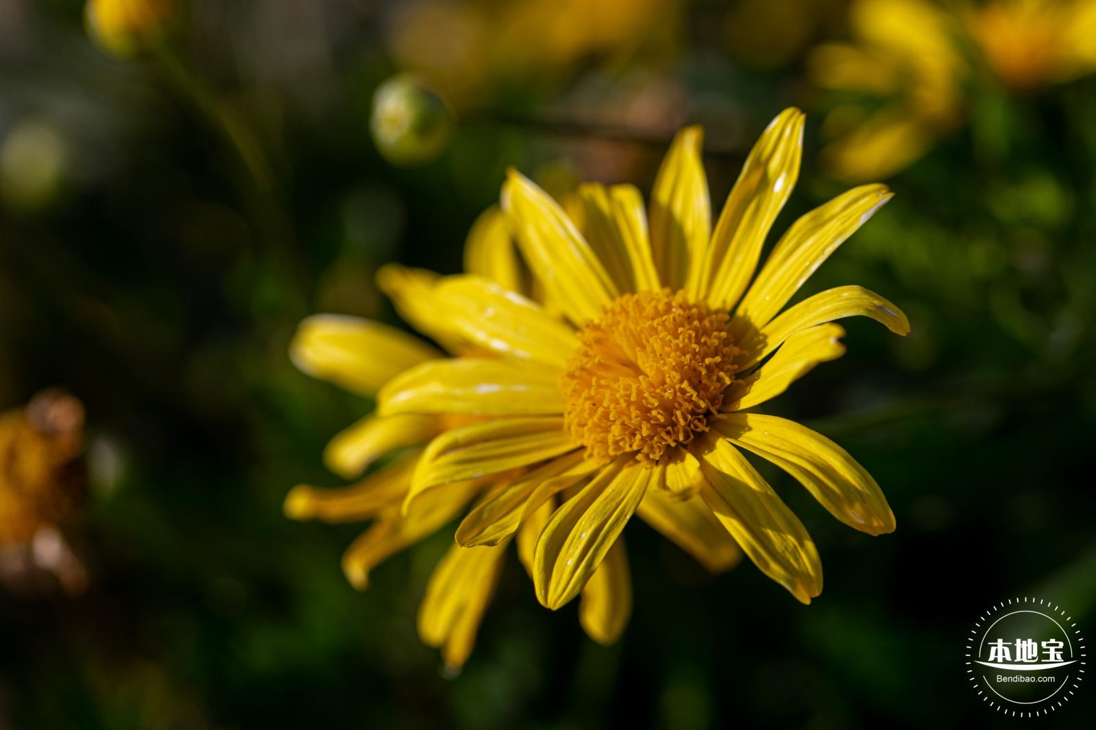 光明欢乐田园油菜花