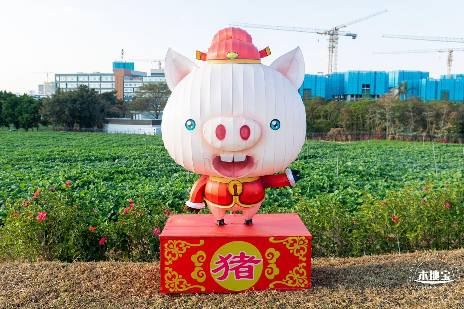 光明欢乐田园油菜花