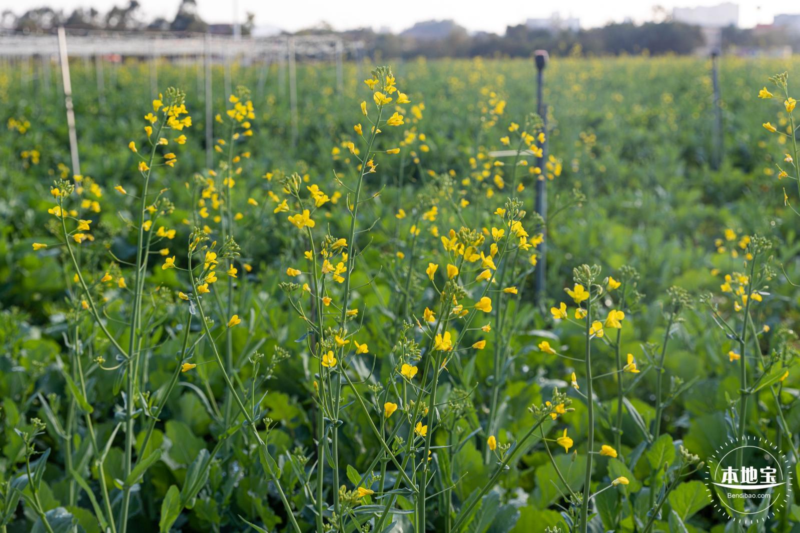 光明欢乐田园油菜花
