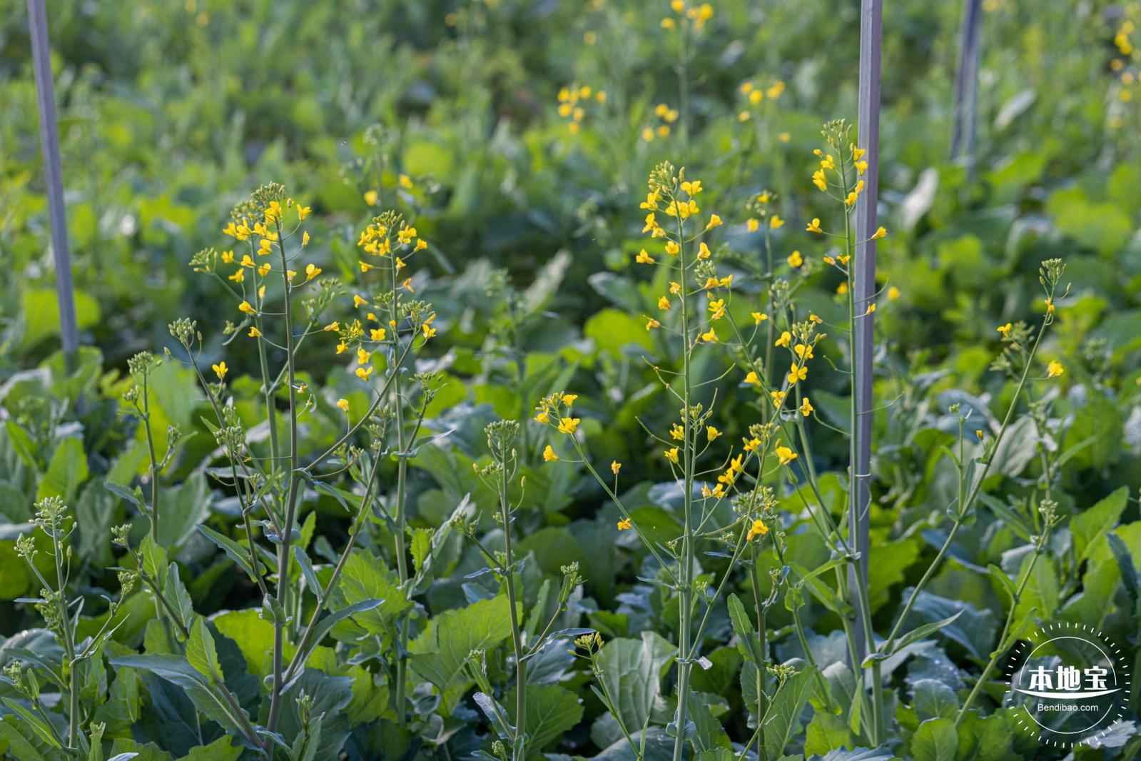 光明欢乐田园油菜花