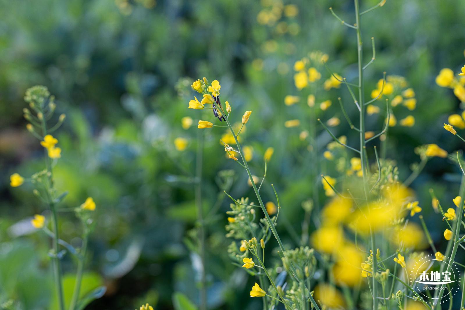 光明欢乐田园油菜花