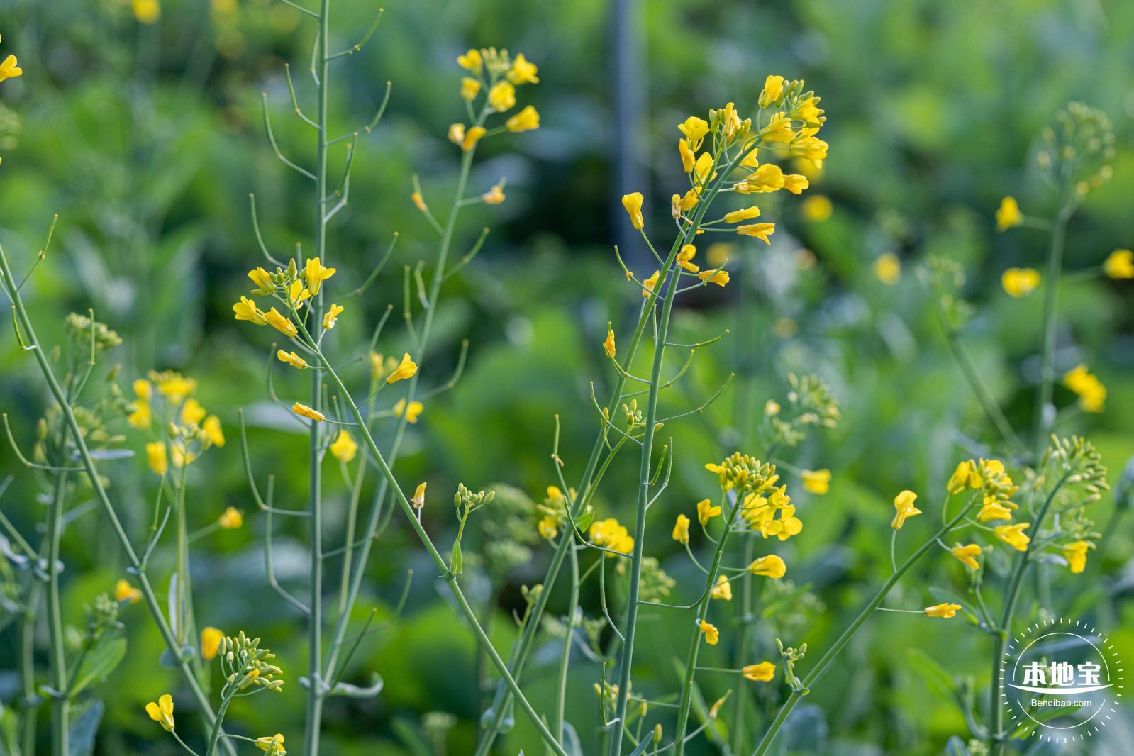 光明欢乐田园油菜花