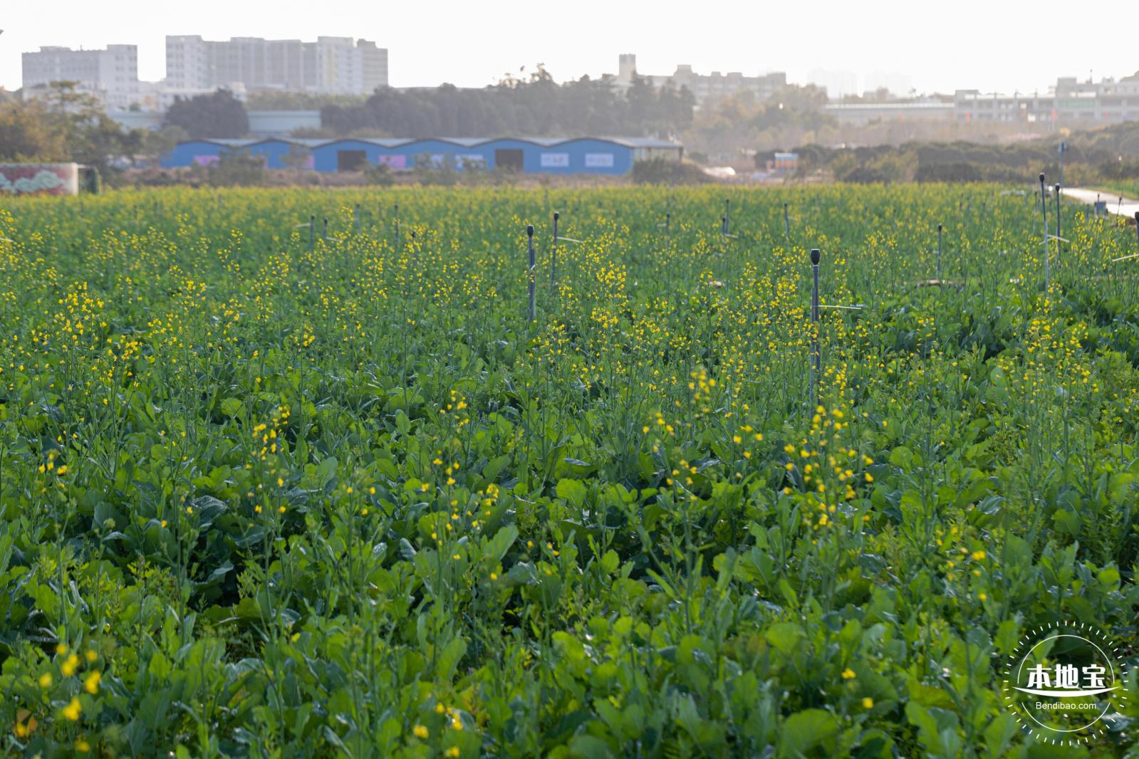 光明欢乐田园油菜花