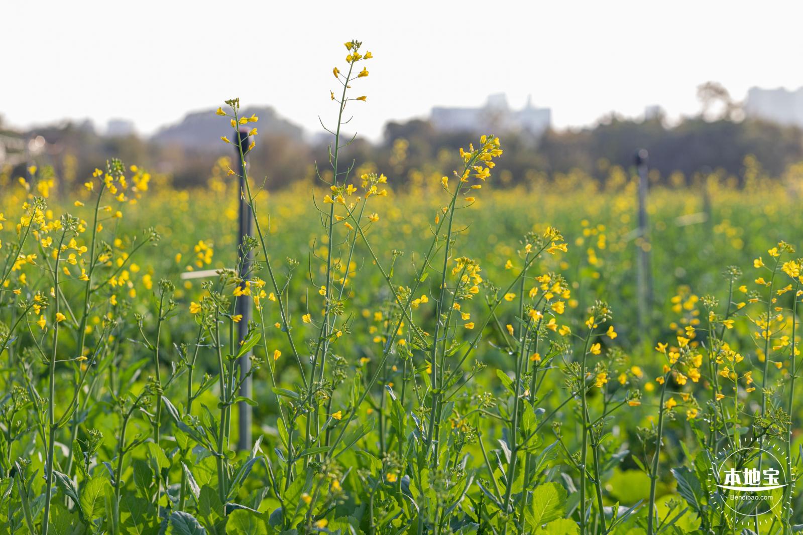 光明欢乐田园油菜花