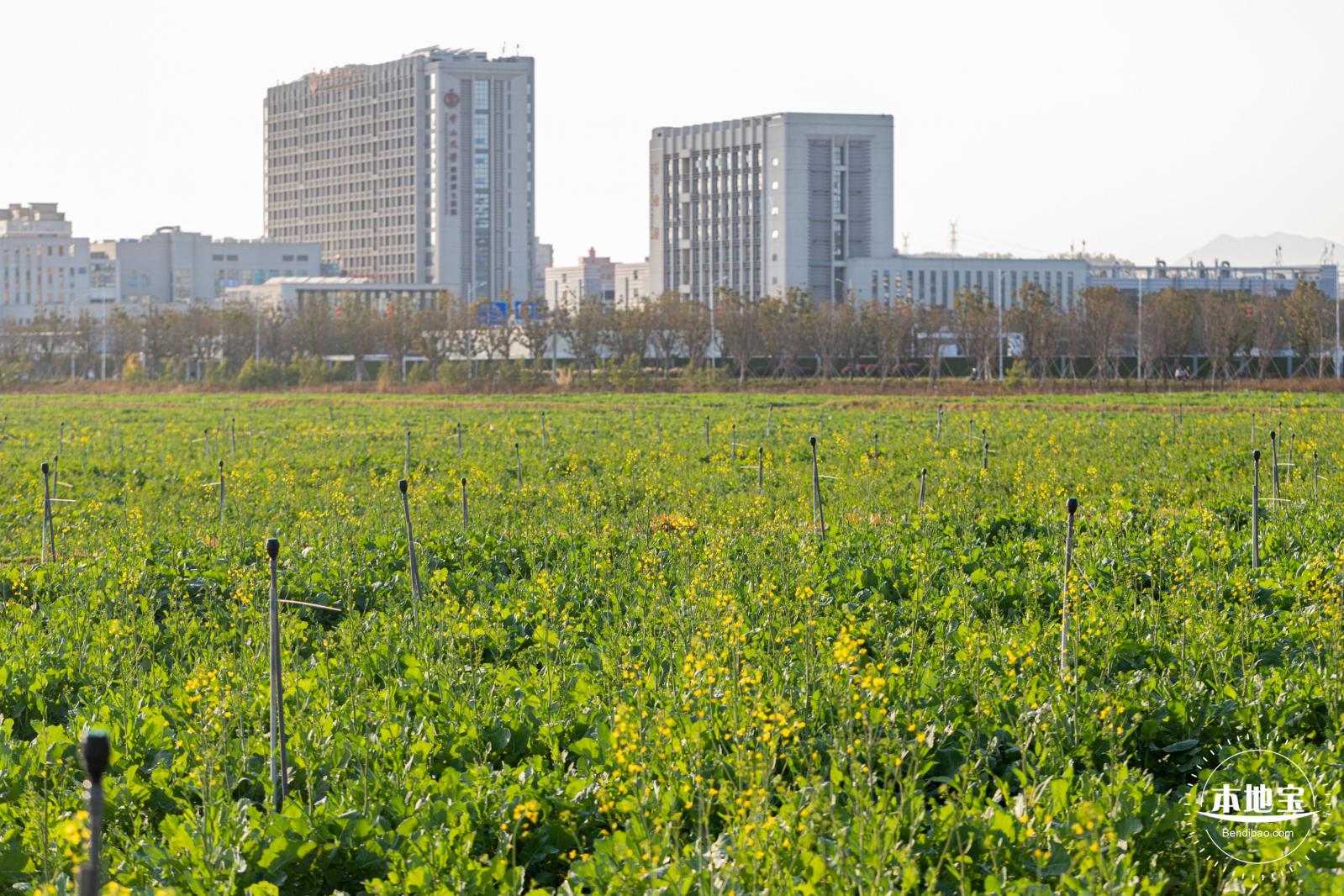 光明欢乐田园油菜花