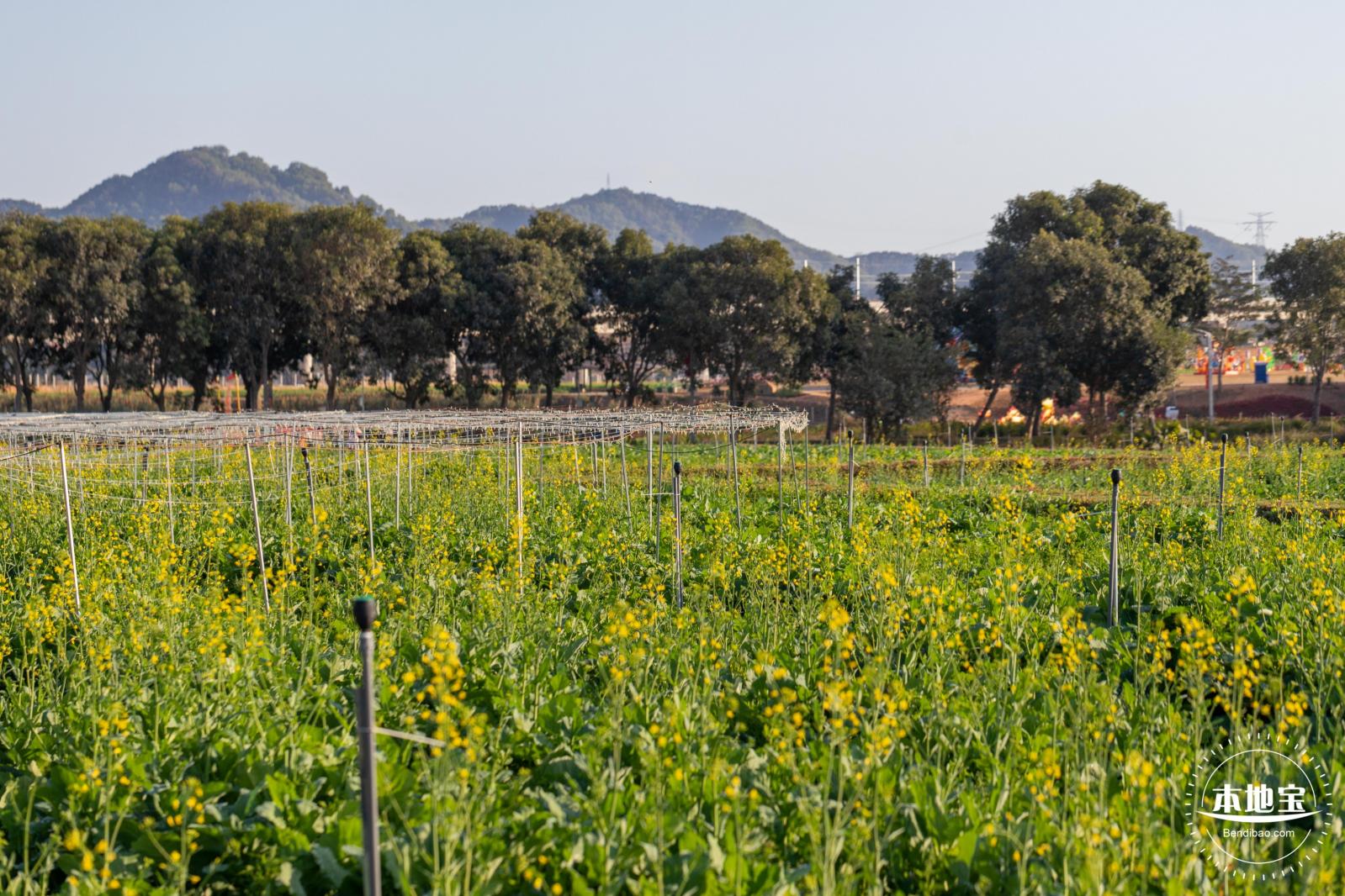 光明欢乐田园油菜花