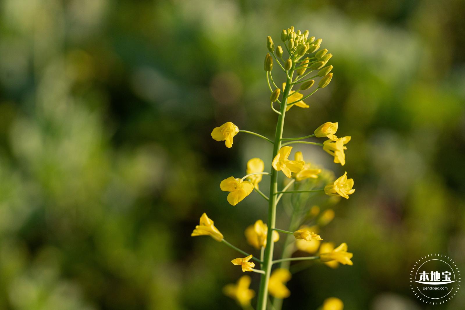光明欢乐田园油菜花