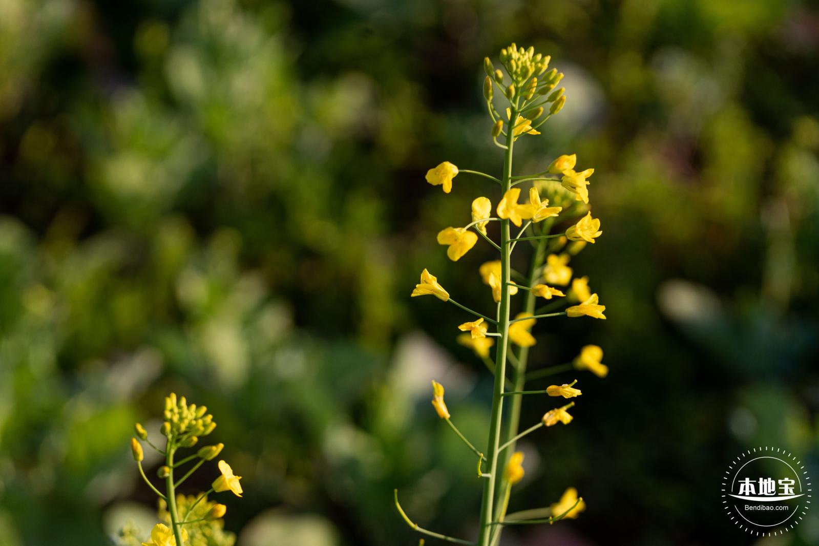 光明欢乐田园油菜花