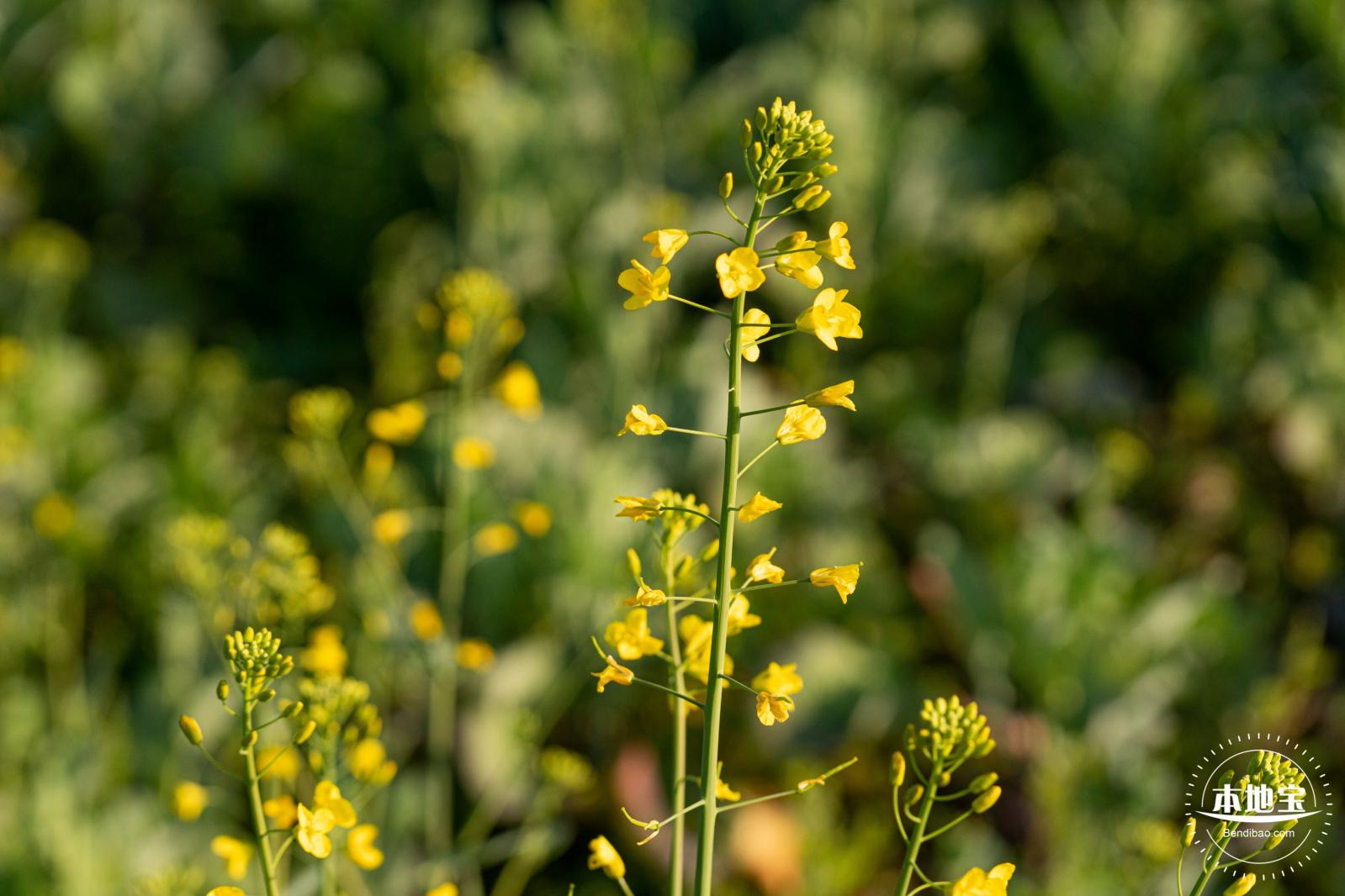 光明欢乐田园油菜花