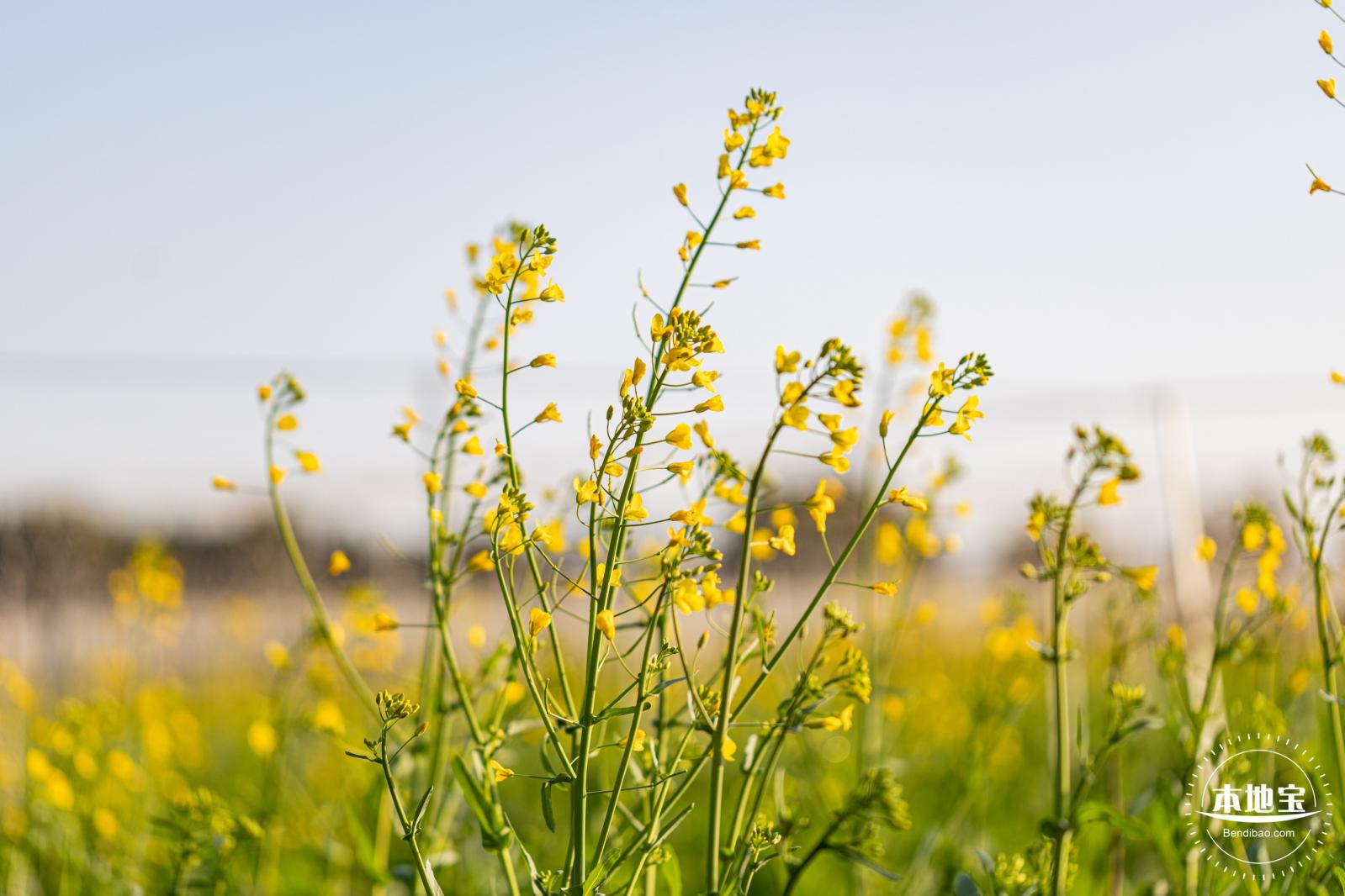 光明欢乐田园油菜花
