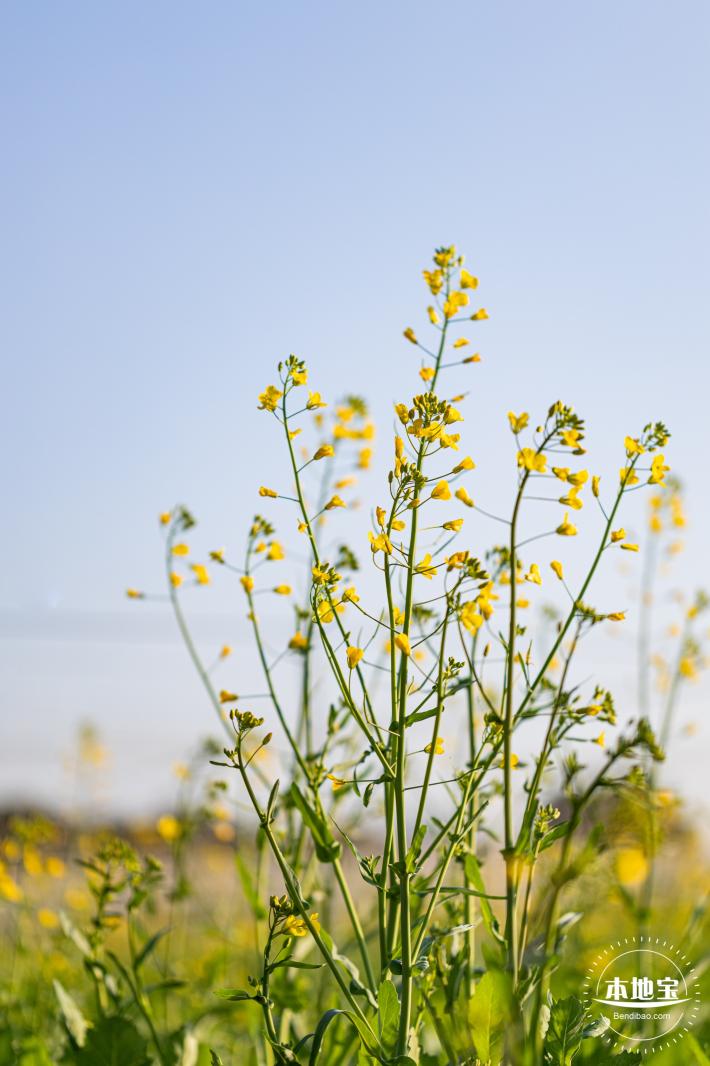 光明欢乐田园油菜花