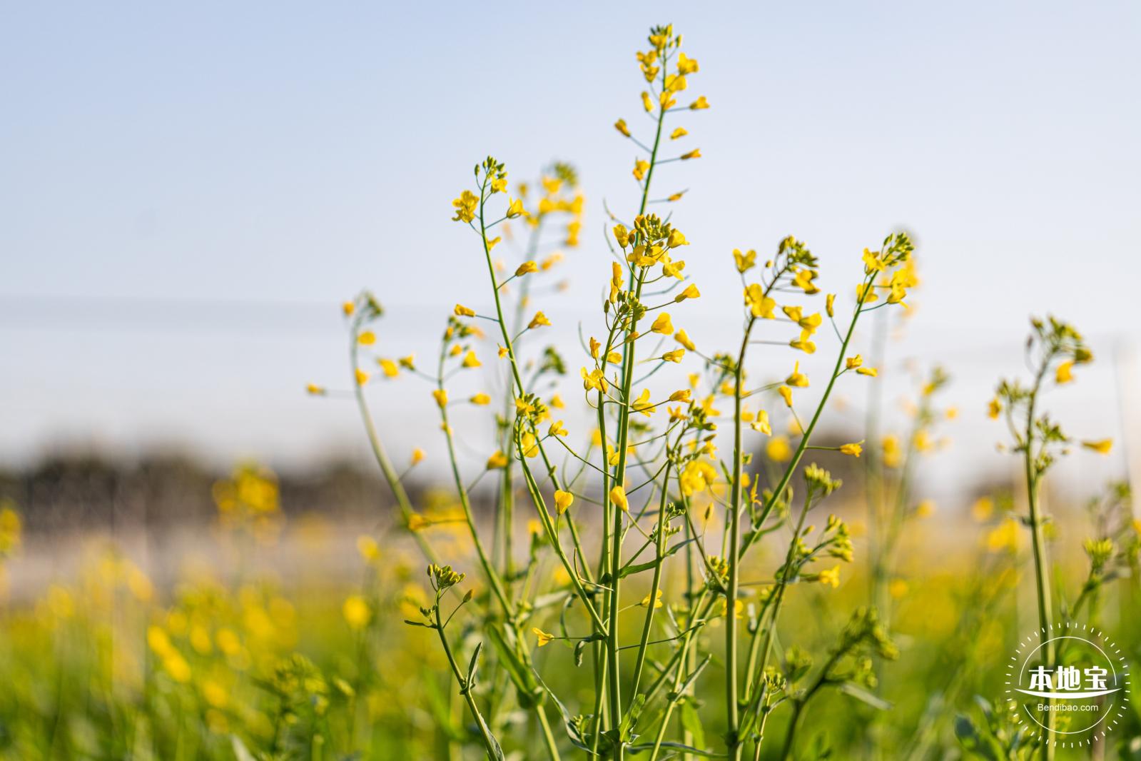 光明欢乐田园油菜花