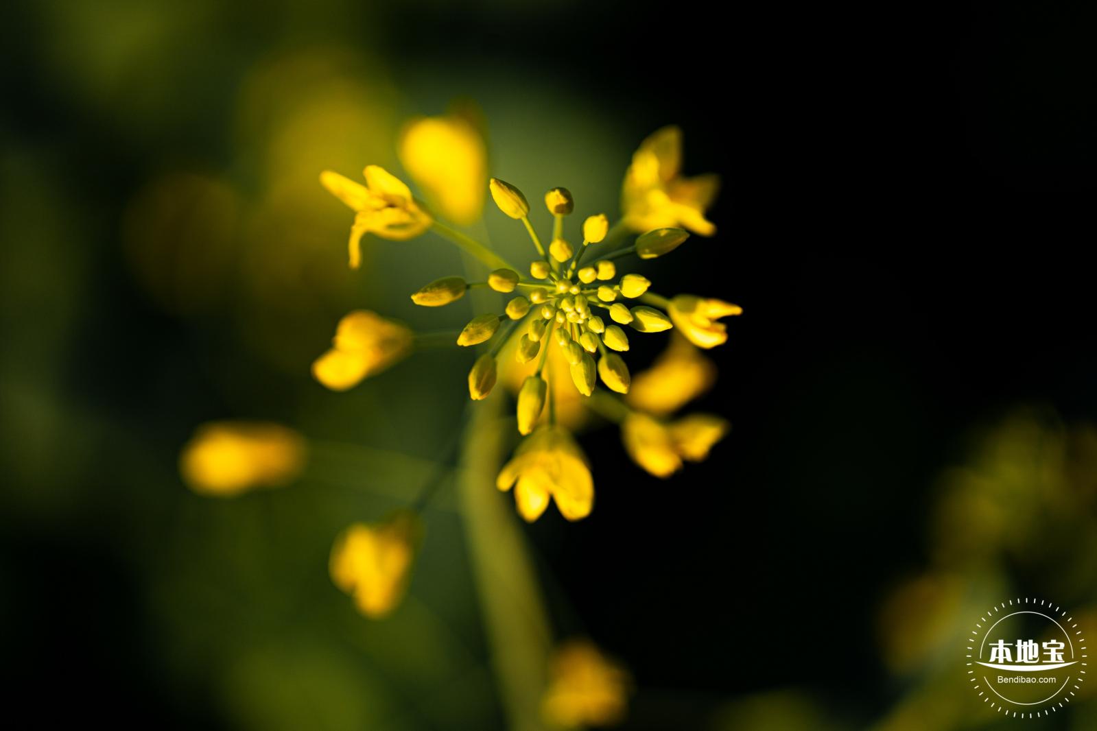 光明欢乐田园油菜花