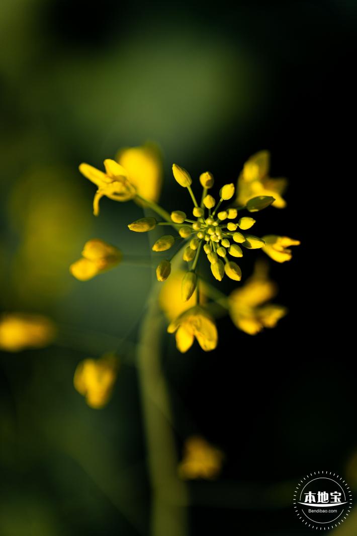 光明欢乐田园油菜花