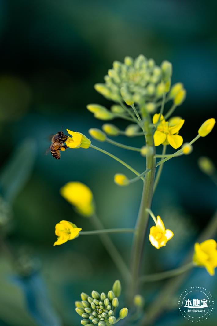光明欢乐田园油菜花