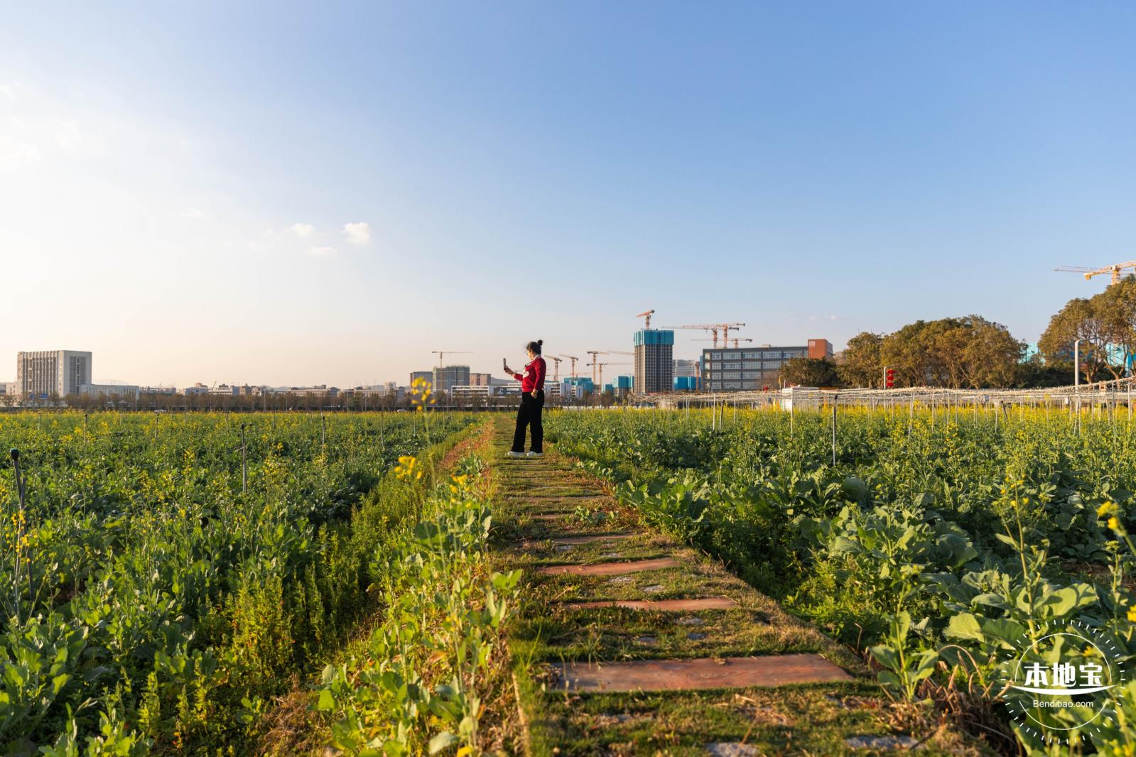 光明欢乐田园油菜花