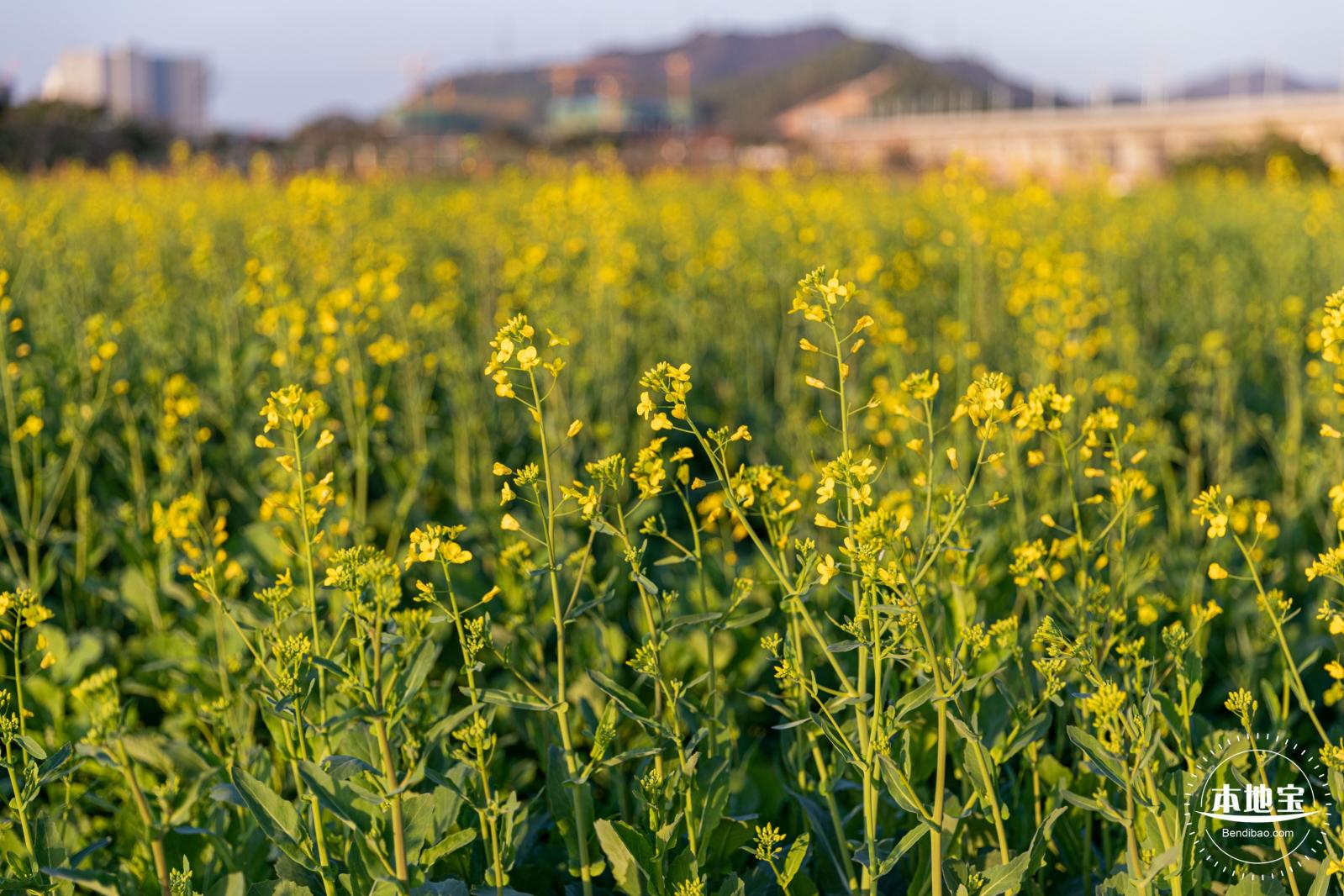 光明欢乐田园油菜花
