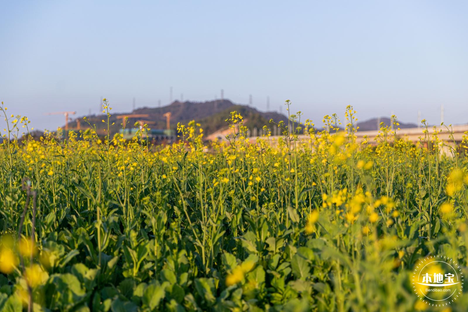 光明欢乐田园油菜花