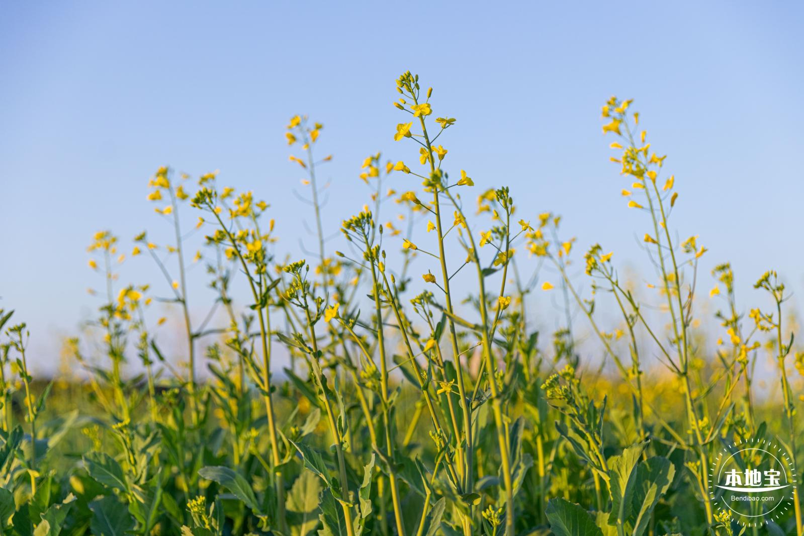光明欢乐田园油菜花