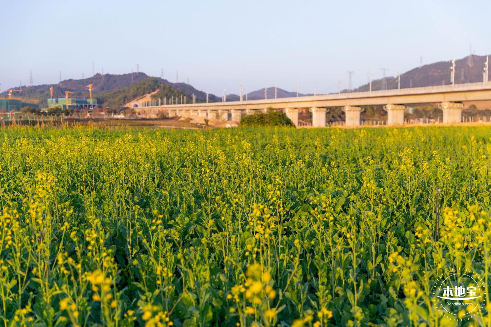 光明欢乐田园油菜花