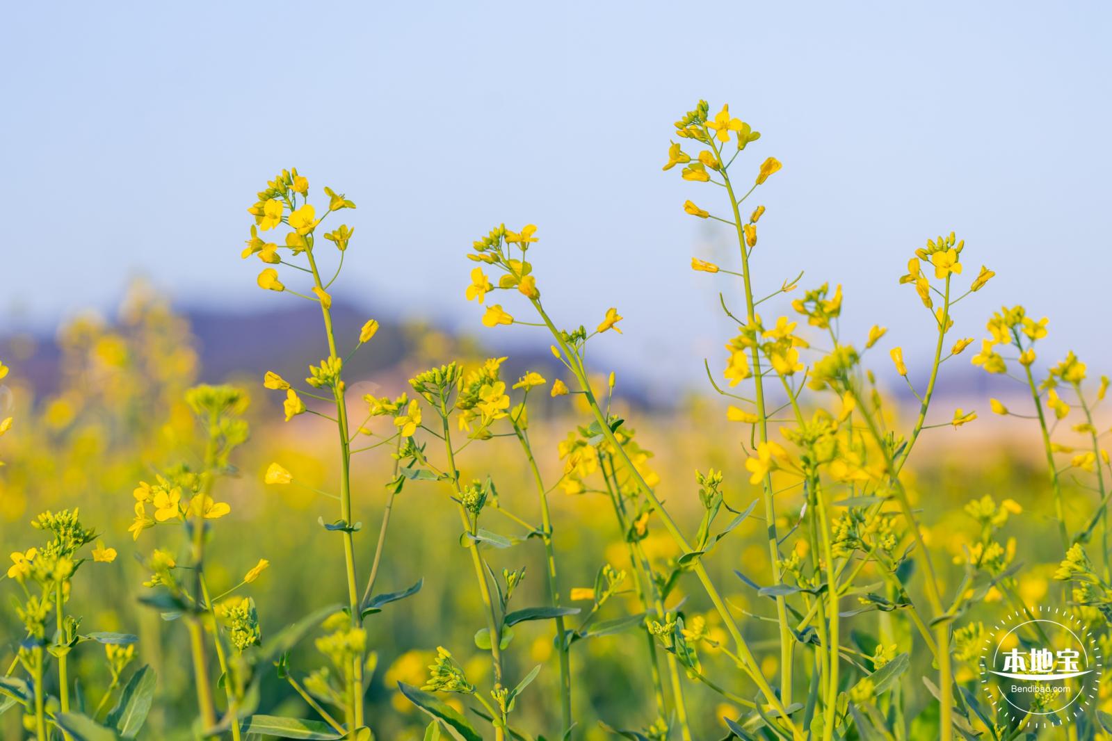 光明欢乐田园油菜花