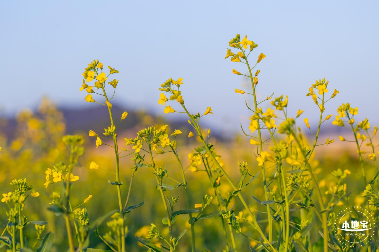光明欢乐田园油菜花