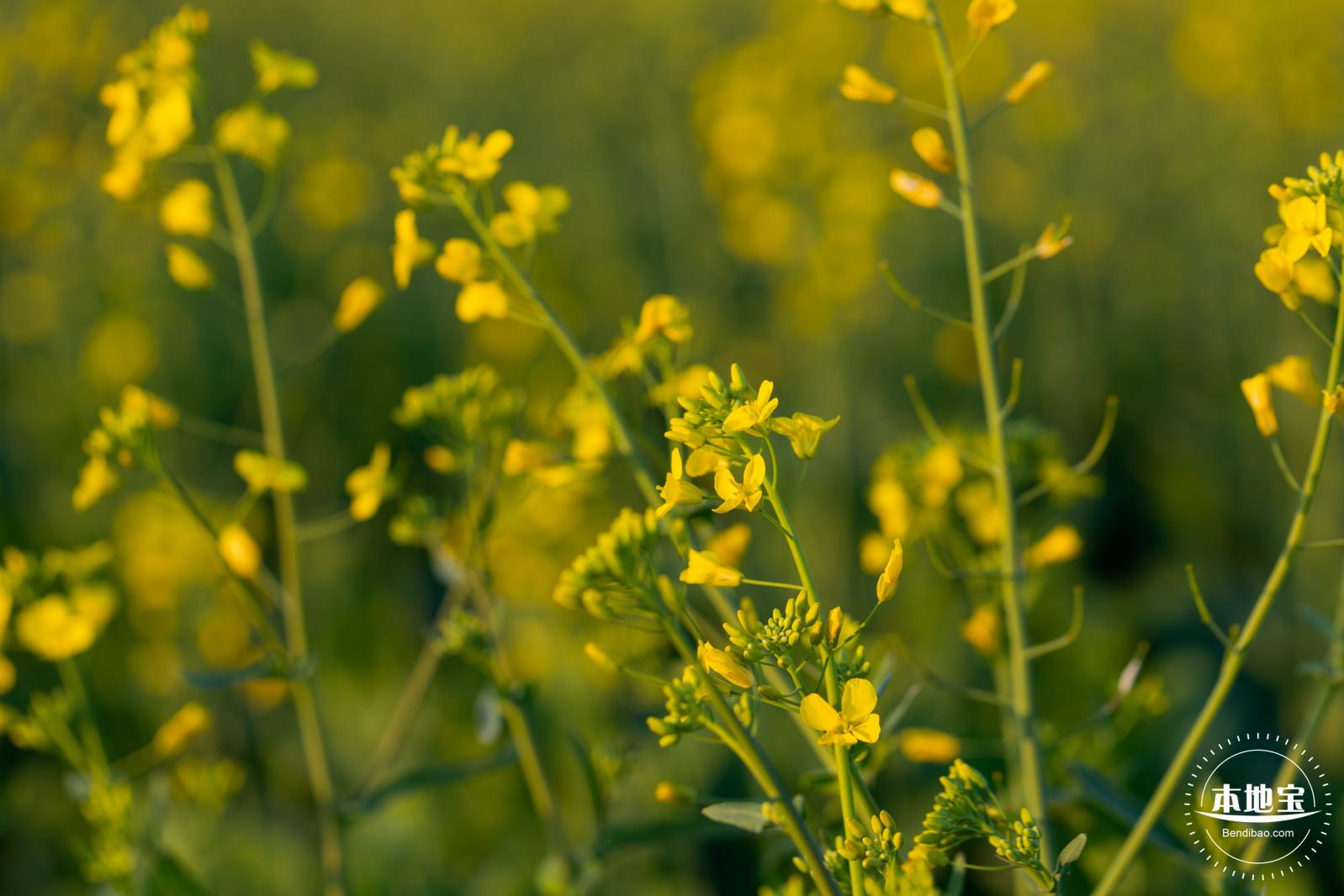 光明欢乐田园油菜花