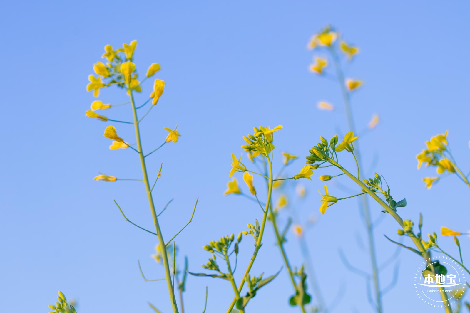 光明欢乐田园油菜花