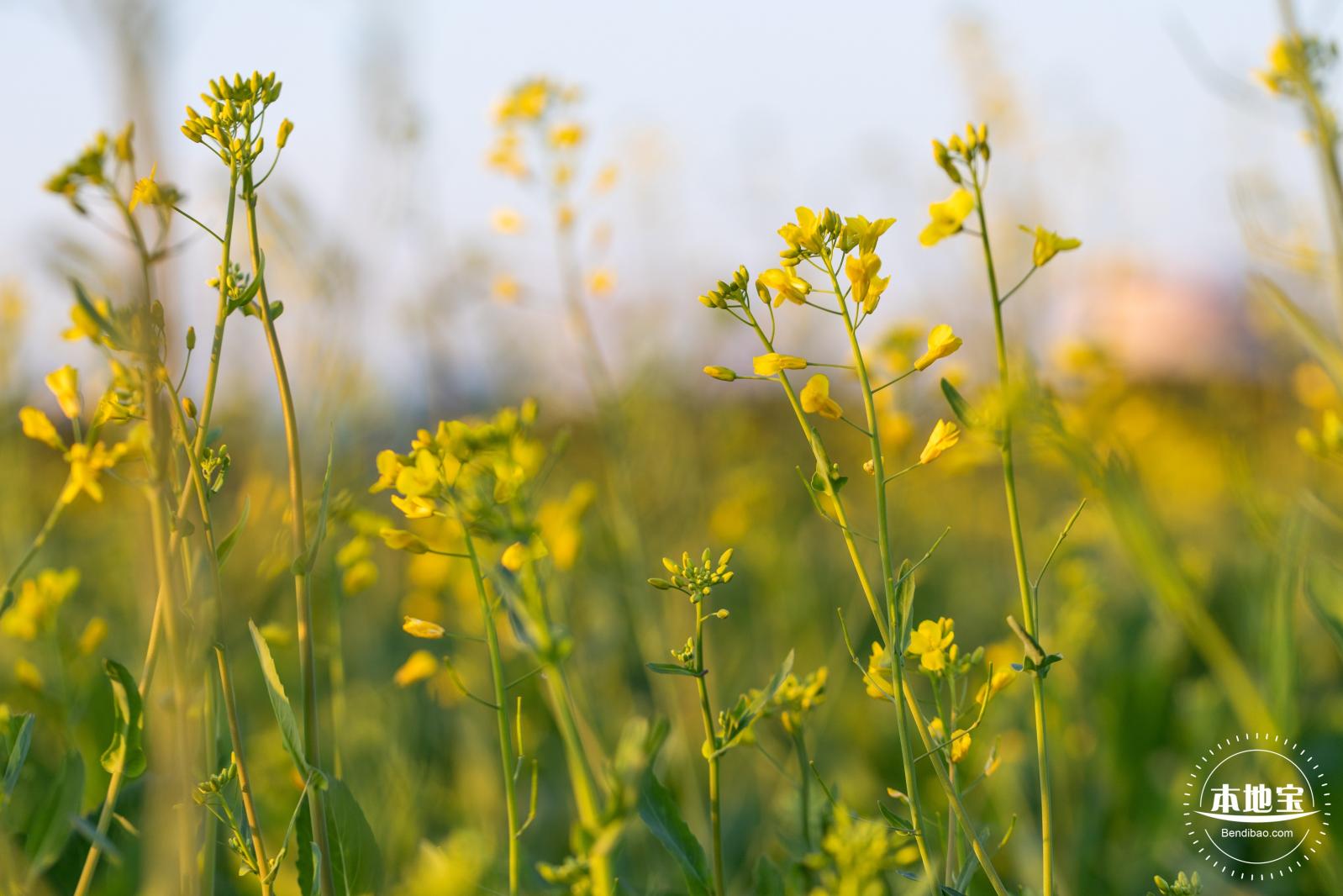 光明欢乐田园油菜花