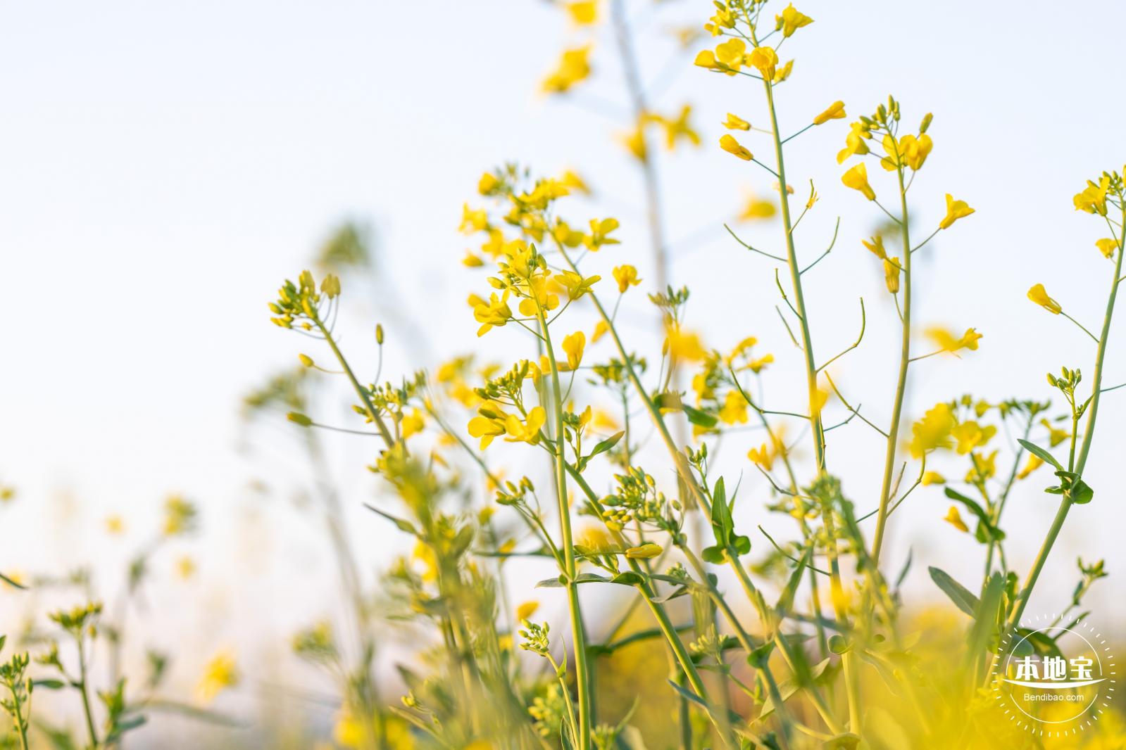 光明欢乐田园油菜花