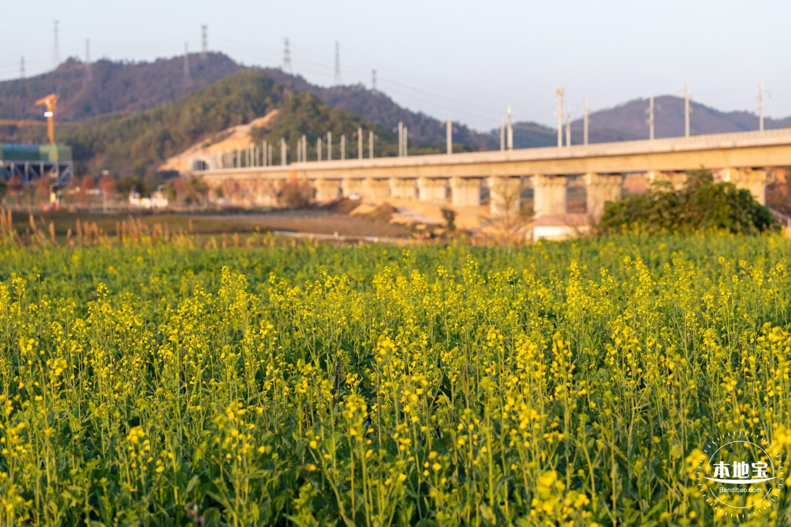 光明欢乐田园油菜花
