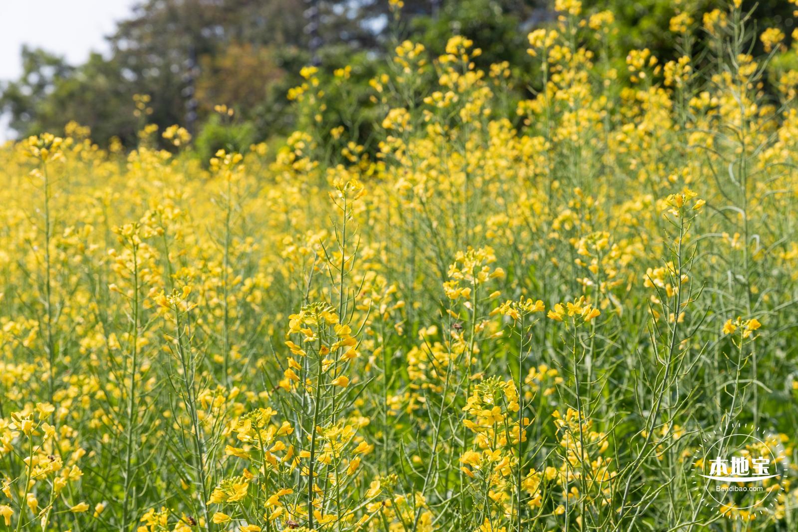 市民中心油菜花
