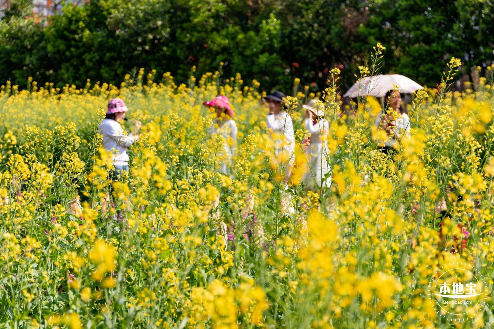 市民中心油菜花